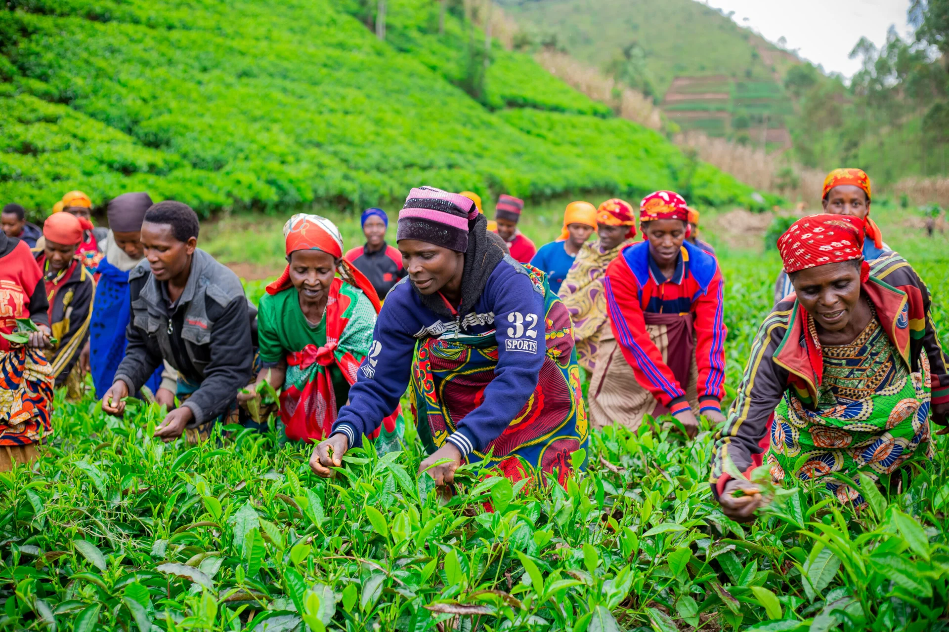 Fresh tea harvest in Burundi