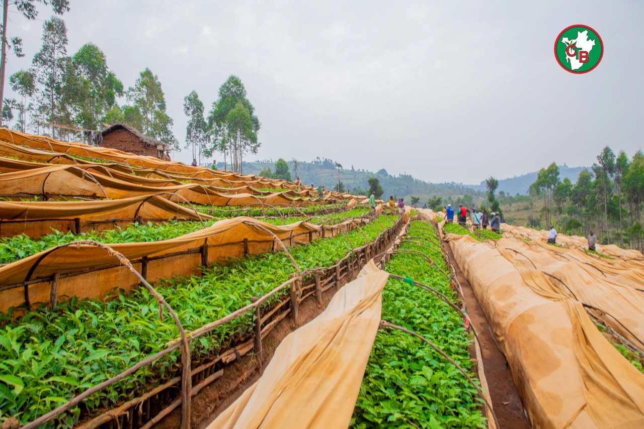 OTB tea plant nursery