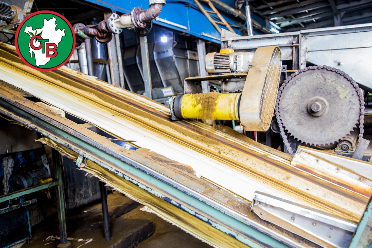 Thé en cours de transformation dans une usine de l'OTB