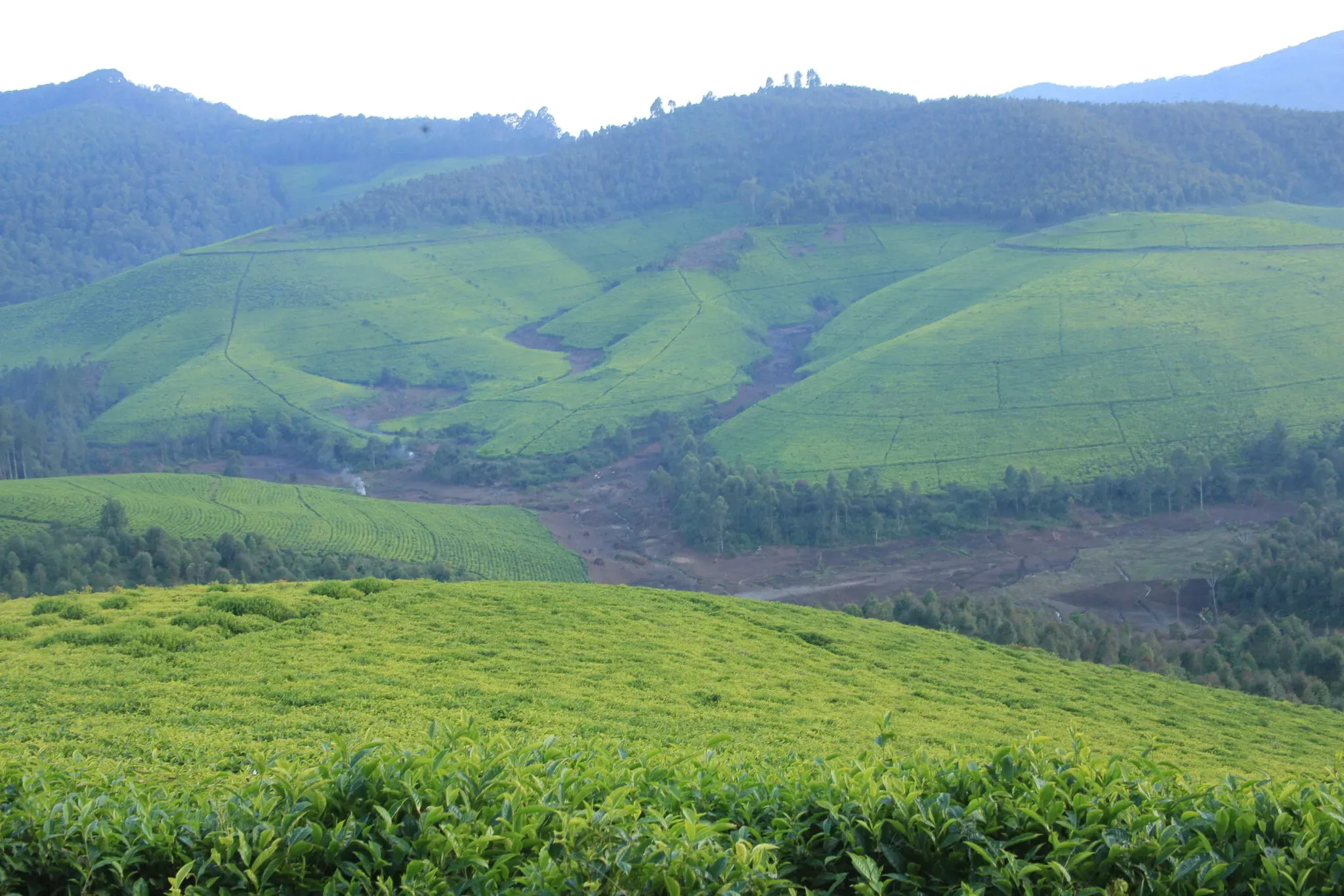 Green tea fields across the hills of Burundi