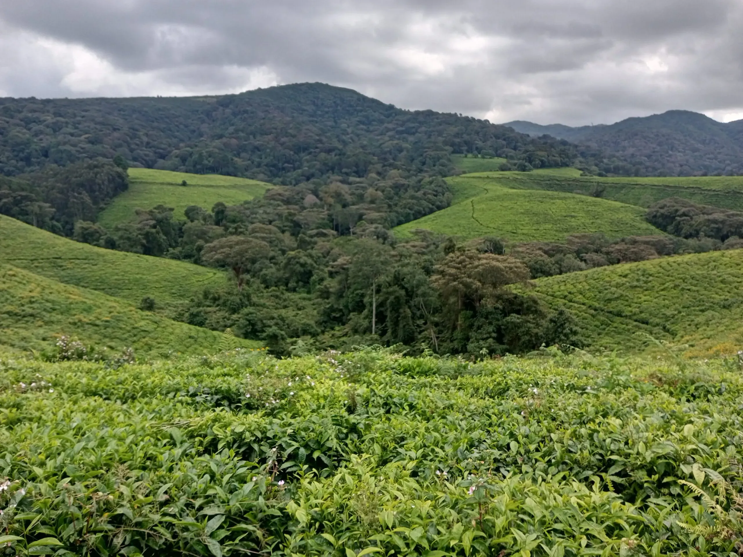 Burundi highland tea estate