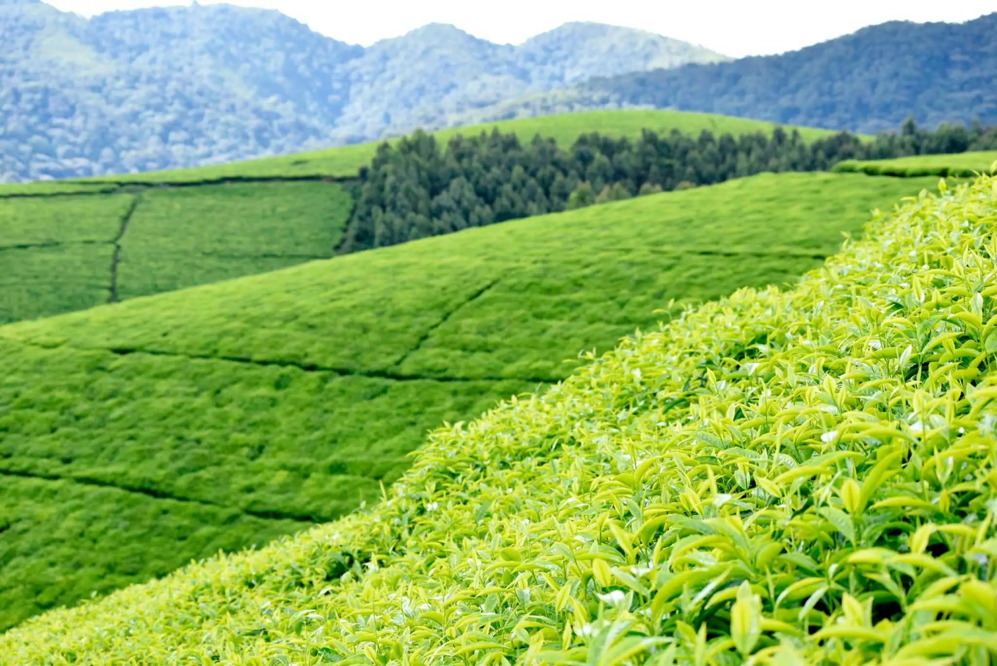 Tea garden landscape in Burundi